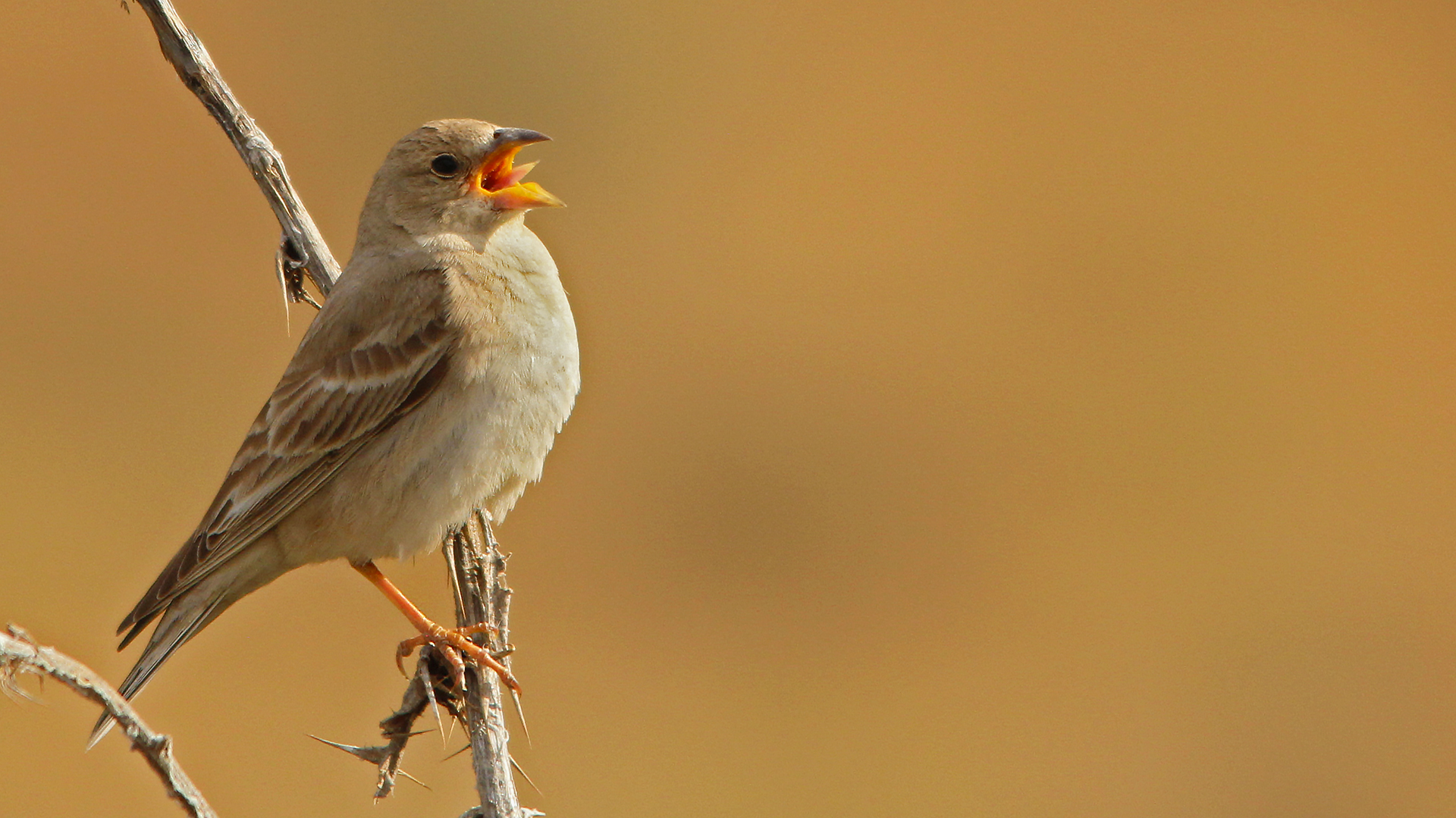 Pale Rockfinch